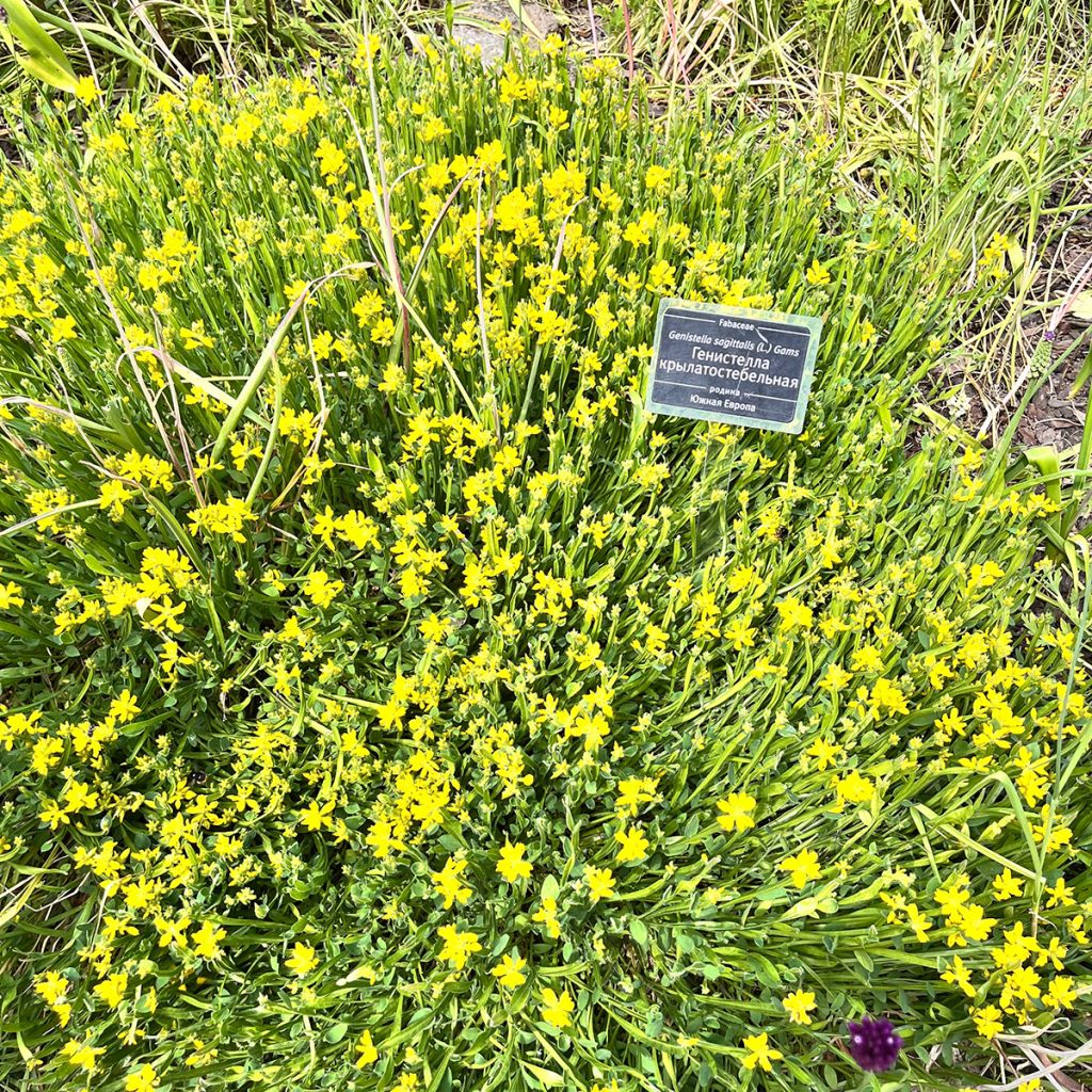 Genista sagittalis - Genêt ailé