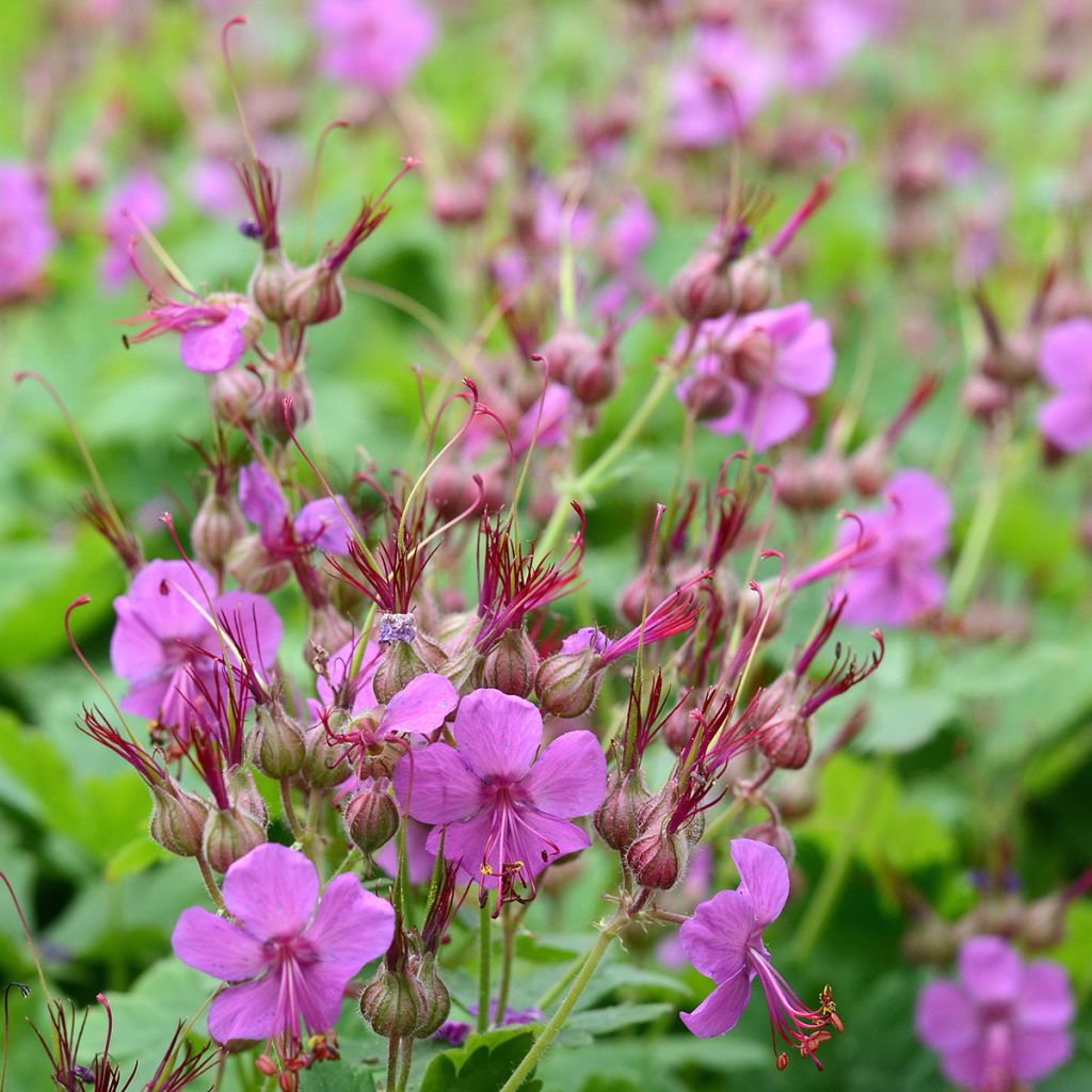 Géranium vivace macrorrhizum Czakor