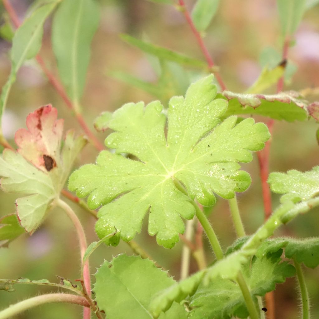 Gerânio Ingwersen's Variety - Geranium macrorrhizum