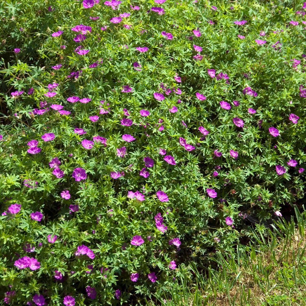Géranium vivace sanguineum Compactum - Geranium sanguin rose pâle