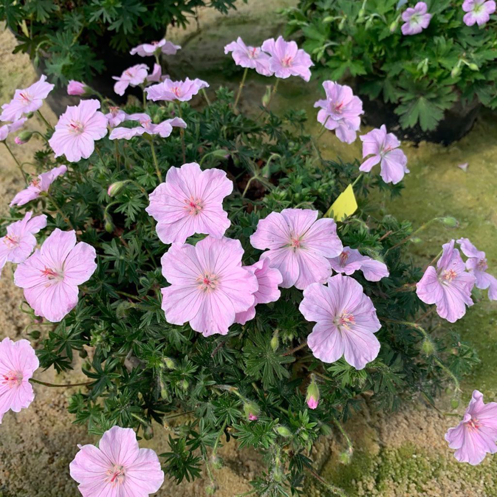 Geranium vivace sanguineum Frivolius Pink