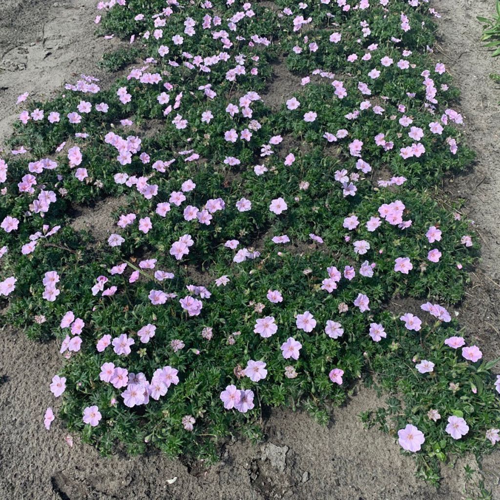 Geranium vivace sanguineum Frivolius Pink