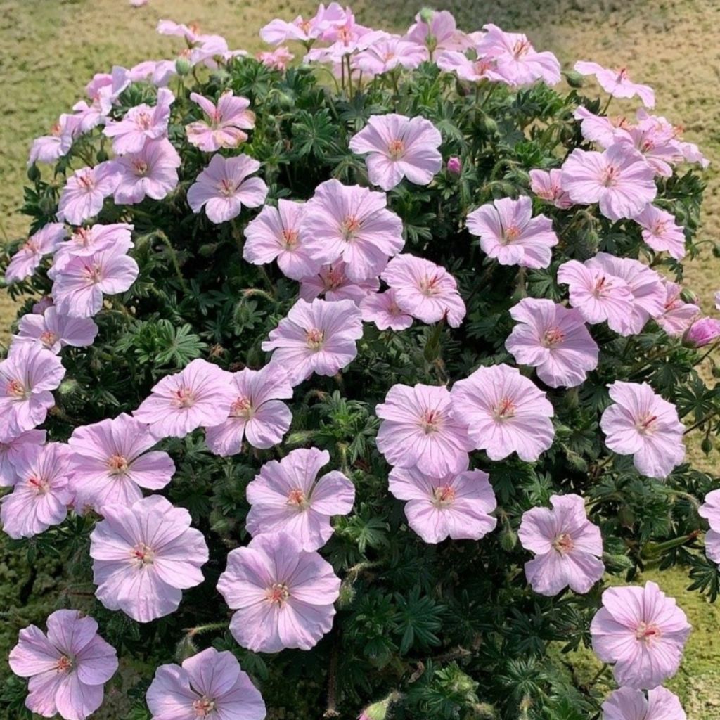 Geranium vivace sanguineum Frivolius Pink