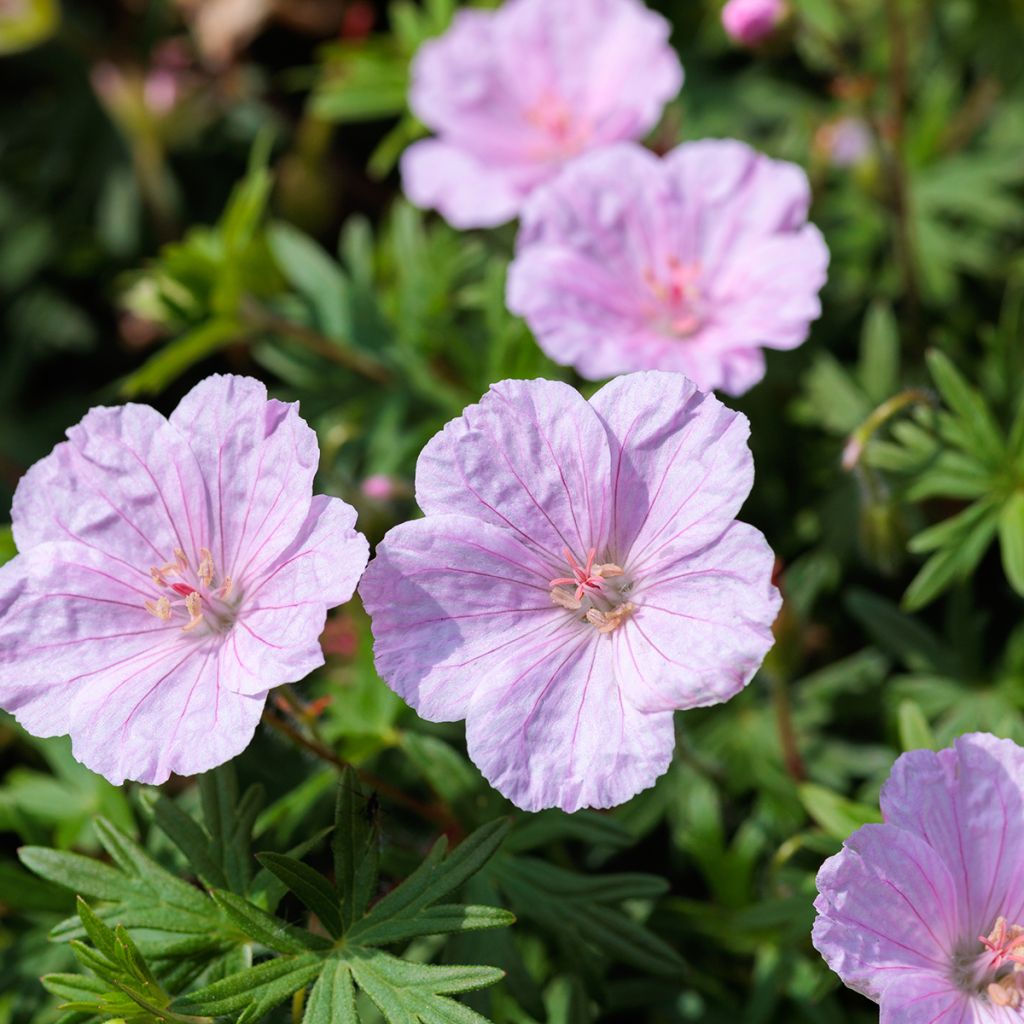 Geranium vivace sanguineum Frivolius Pink