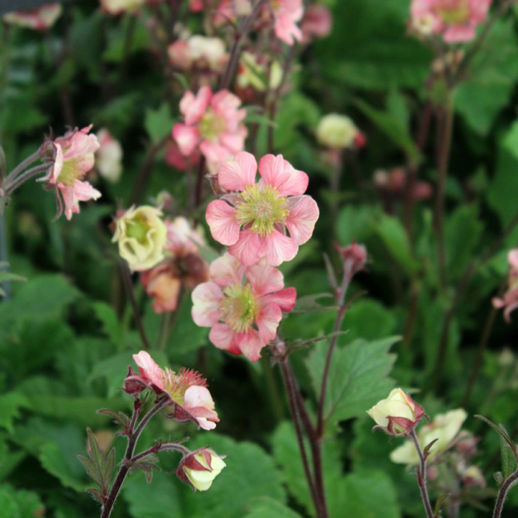 Geum Tempo Rose