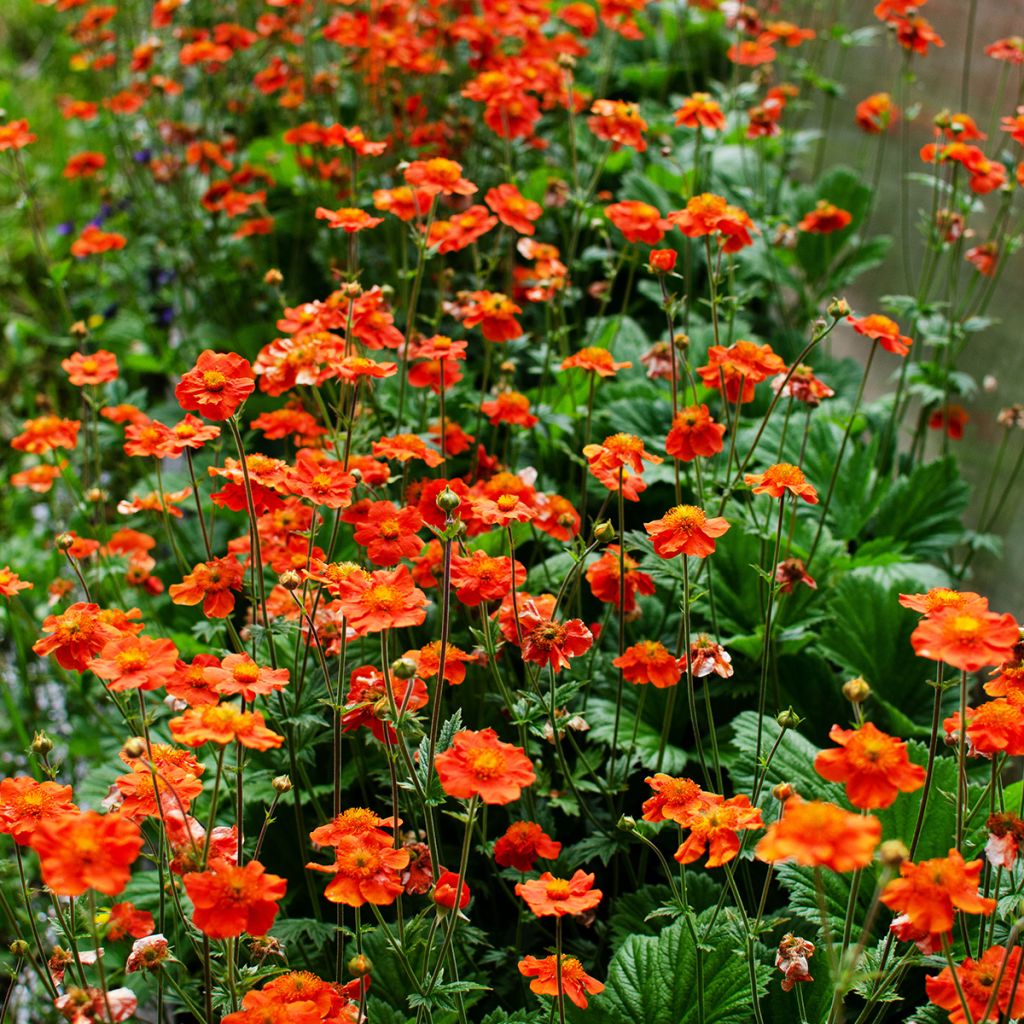Geum coccineum Borisii - Benoîte orange