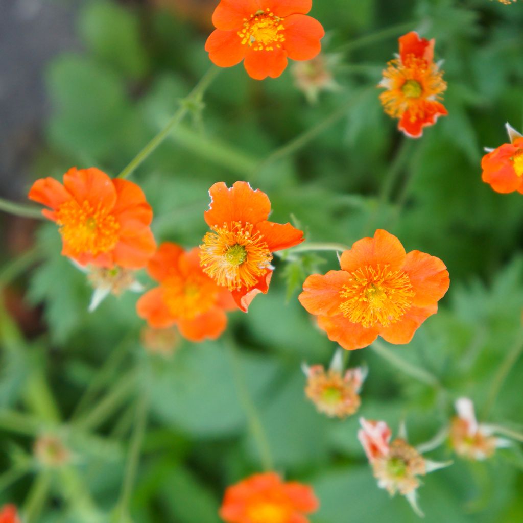 Geum coccineum Borisii - Benoîte orange