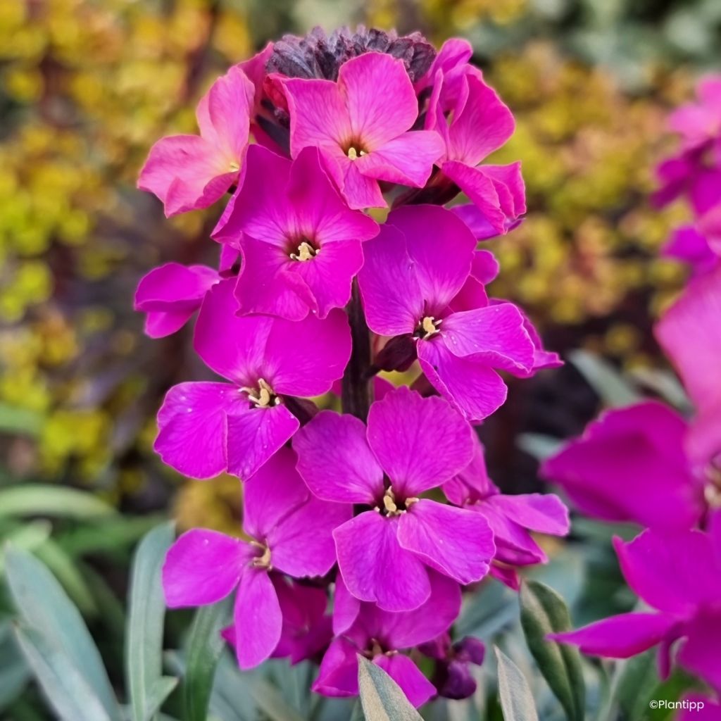 Giroflée vivace - Erysimum Colour Vibe Purple