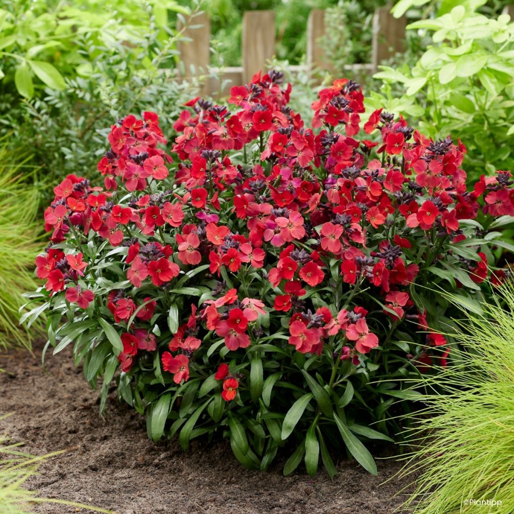 Giroflée vivace - Erysimum Colour Vibe Red