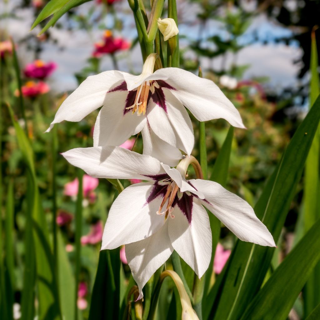 Gladiolus callianthus