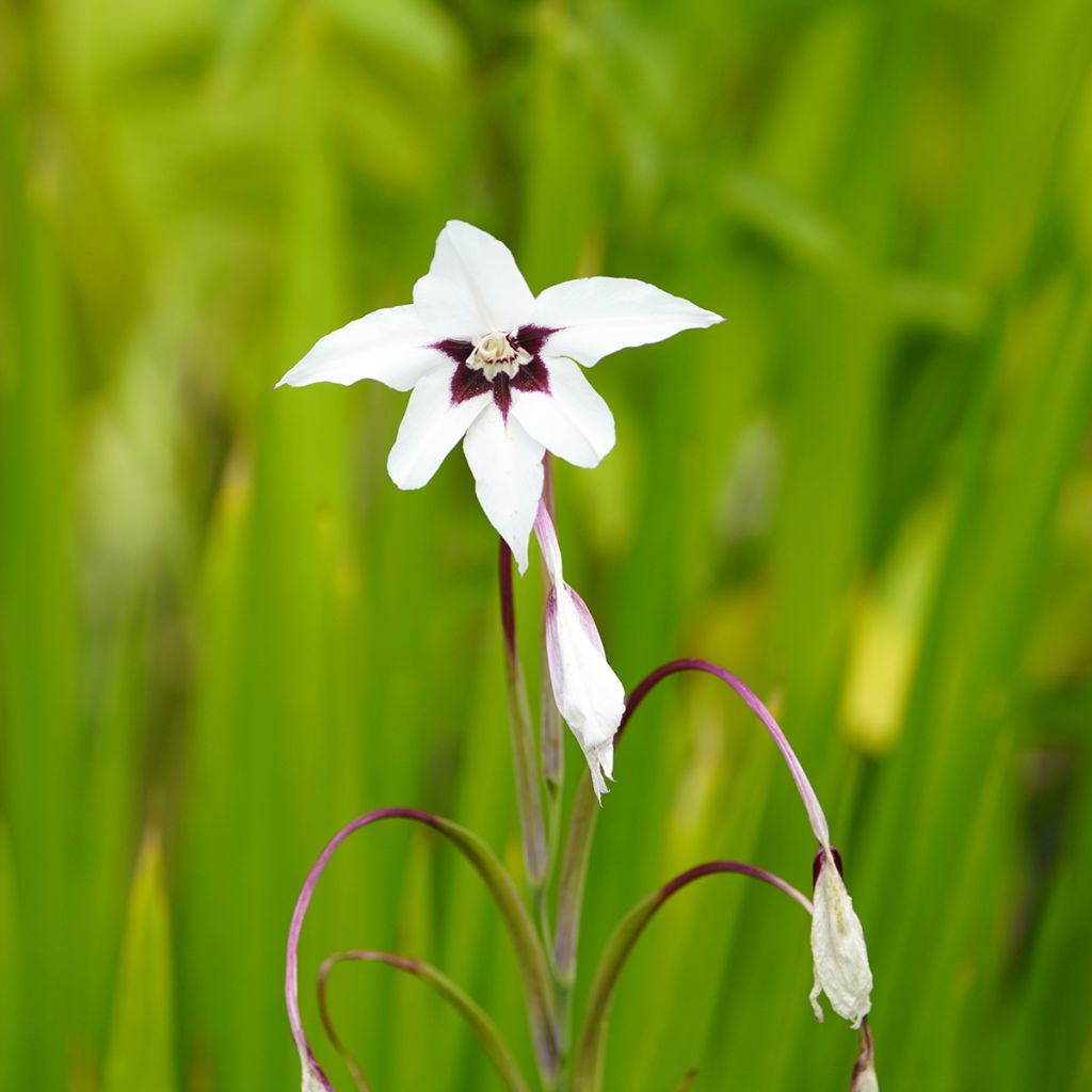 Gladiolus callianthus