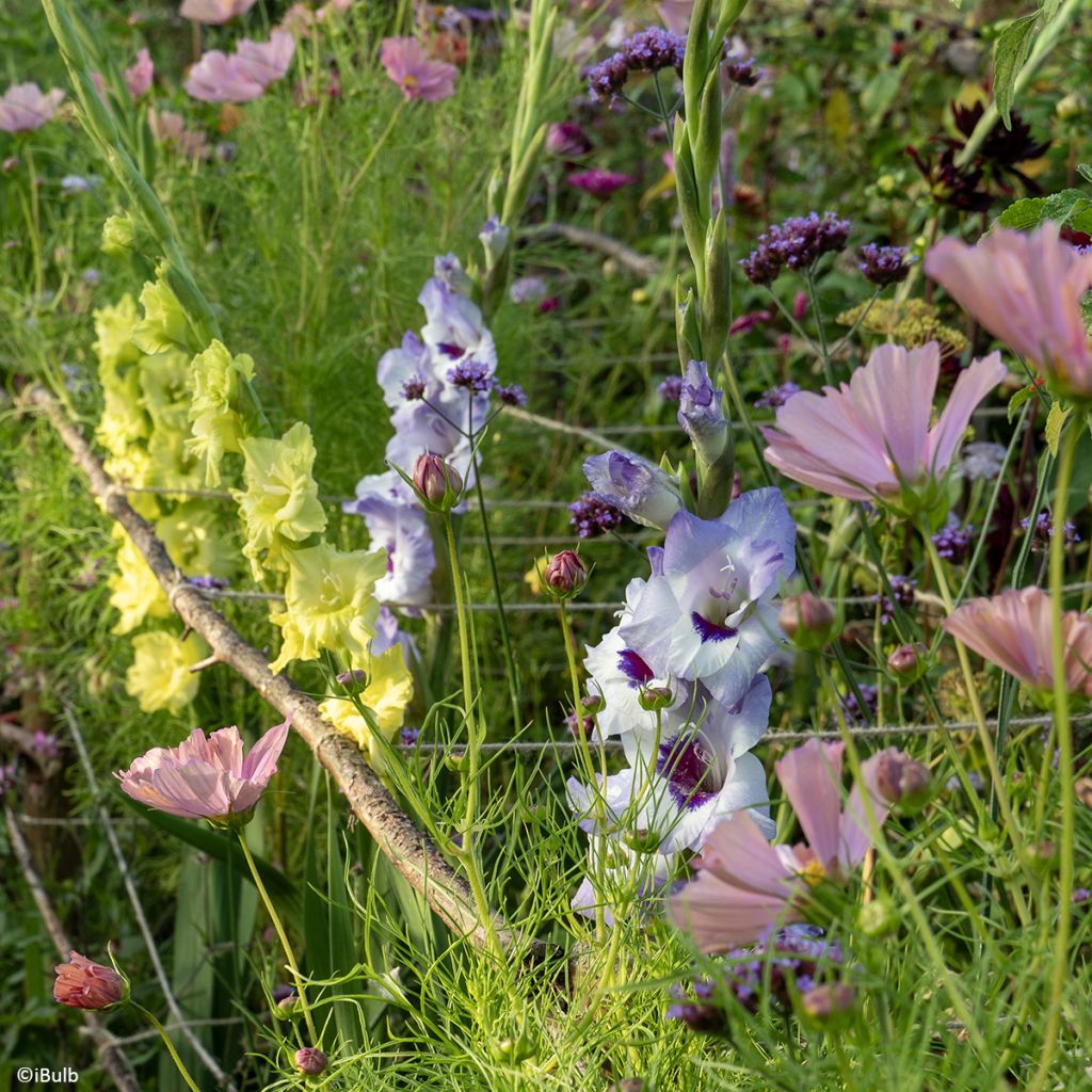 Glaïeul à grandes fleurs Vista