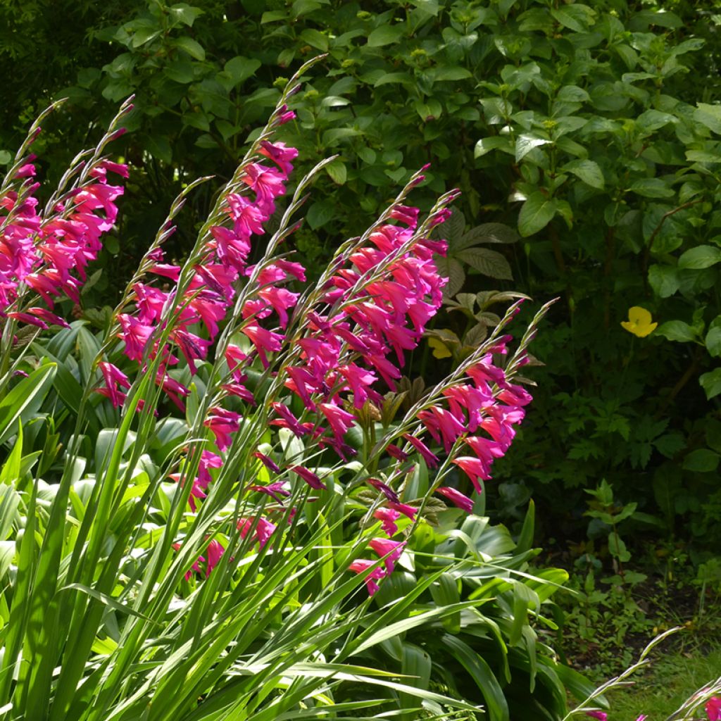 Glaïeul de Byzance - Gladiolus byzantinus Whistling Jack