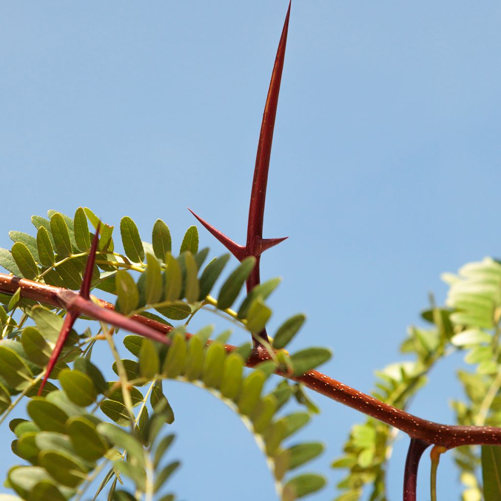 Gleditsia triacanthos - Févier d'Amérique