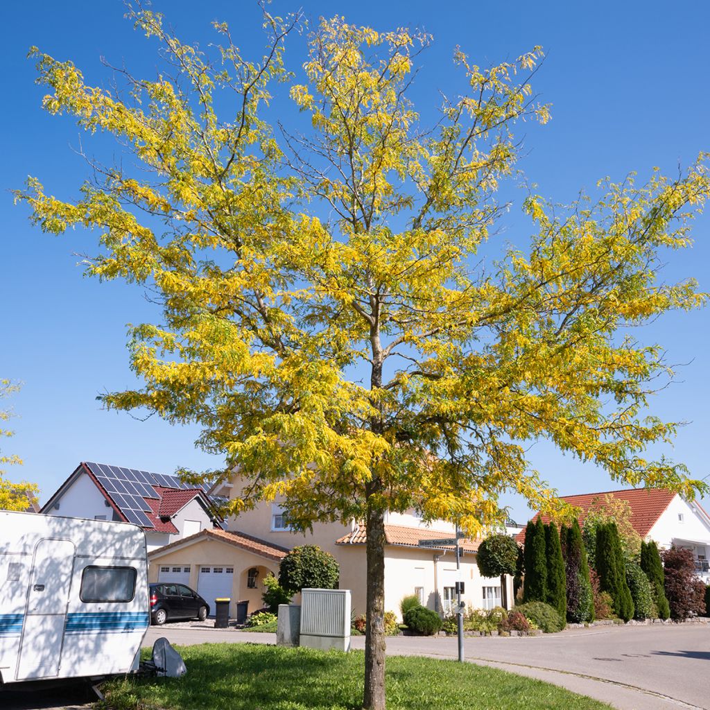 Gleditsia triacanthos Skyline - Févier d'Amérique