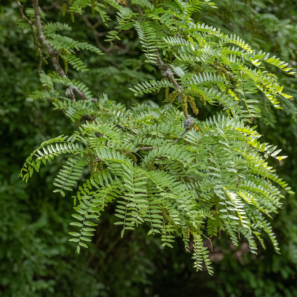 Gleditsia triacanthos Skyline - Févier d'Amérique
