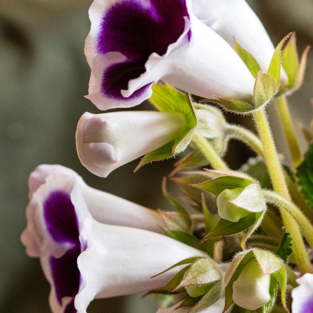 Gloxinia Kaiser Wilhelm