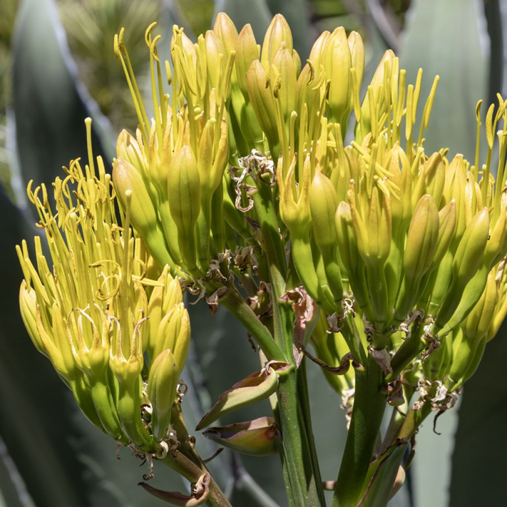 Graines d'Agave salmiana