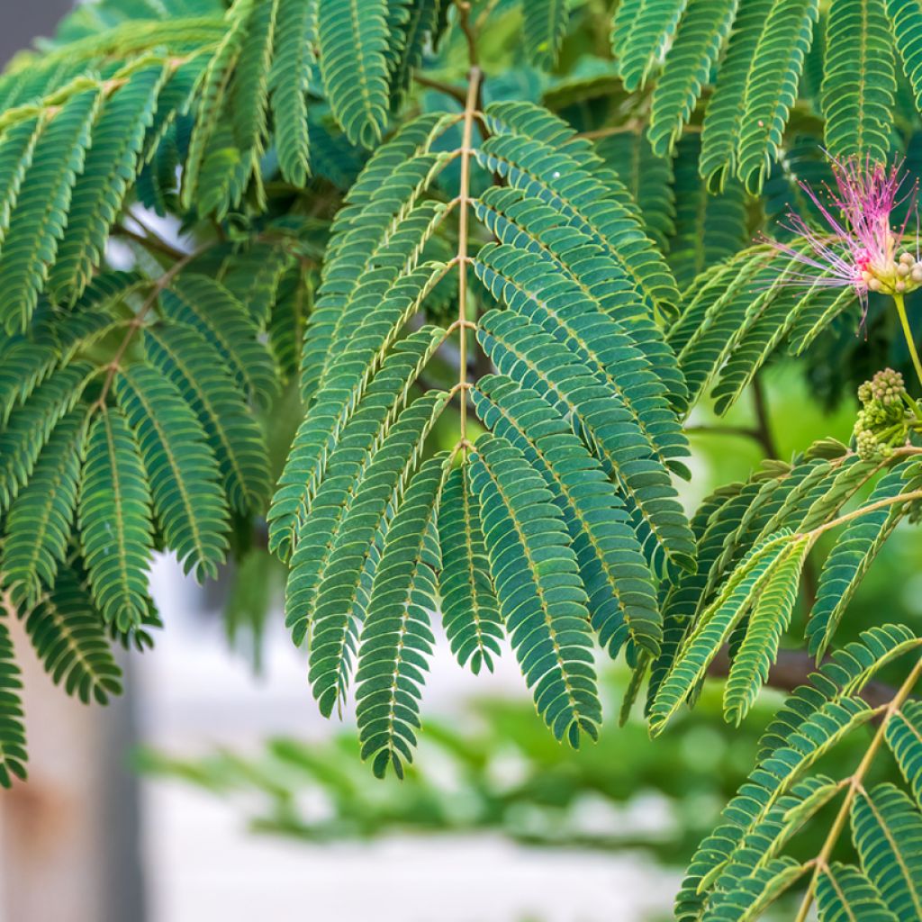 Albizia julibrissin em sementes