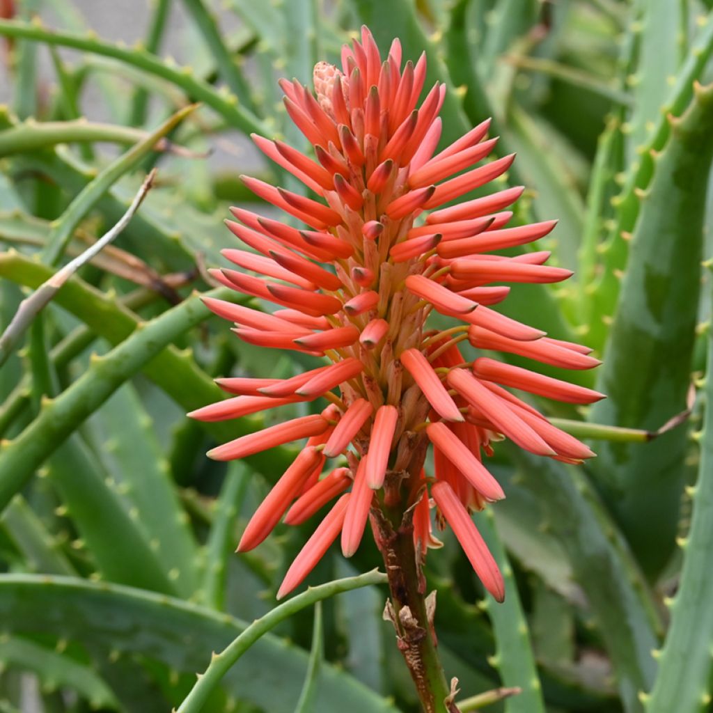 Aloe arborescens em sementes