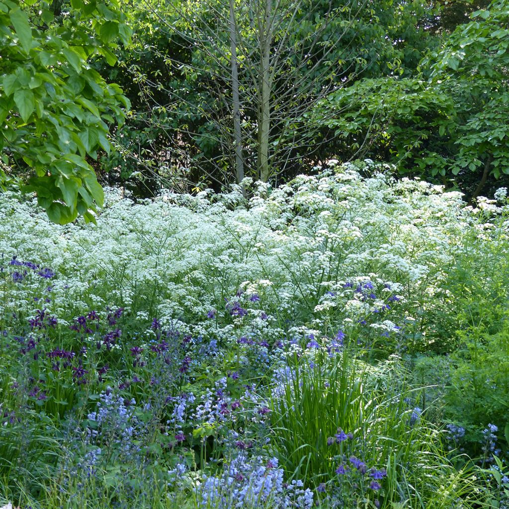 Graines d'Anthriscus sylvestris - Cerfeuil sauvage
