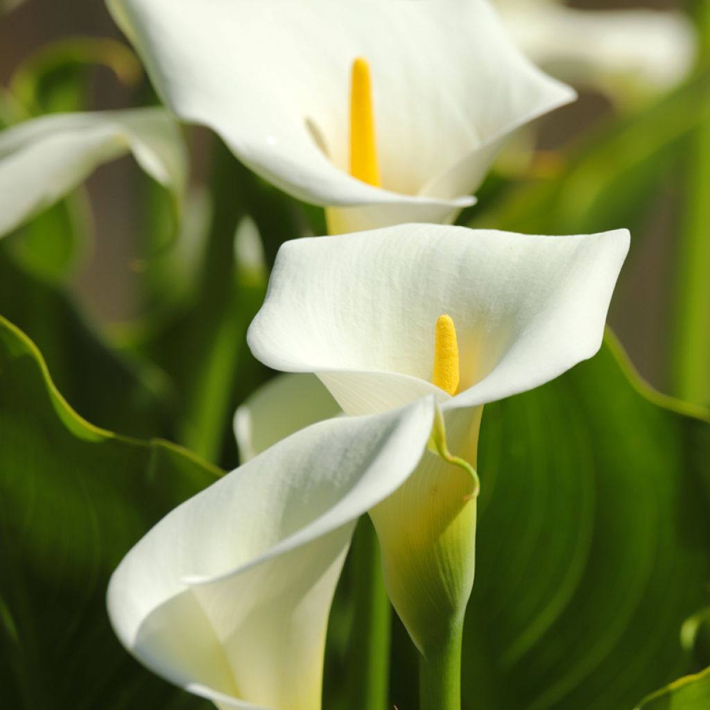 Graines d'Arum Lily (Zantedeschia) - Arum d'Ethiopie