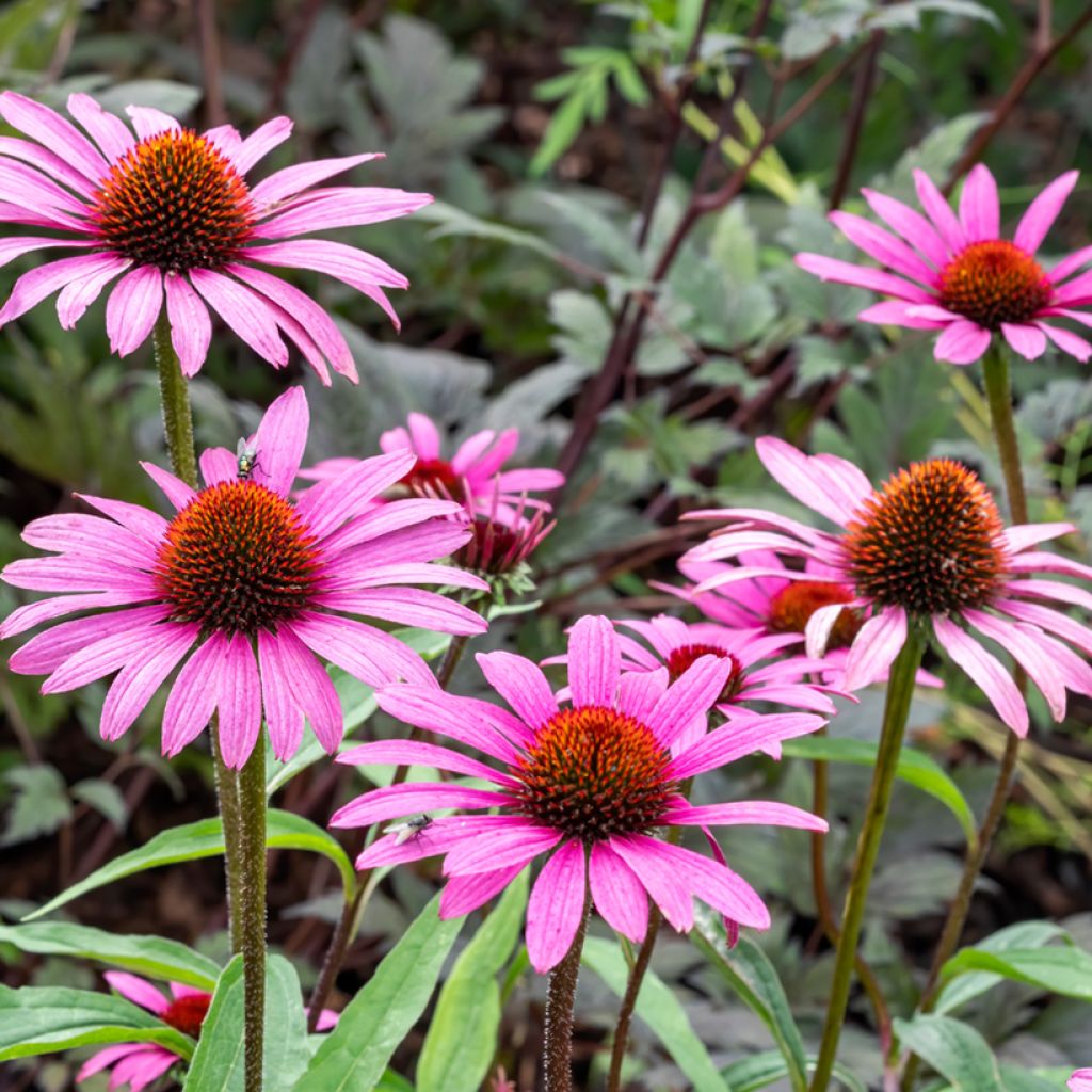 Graines d'Echinacea purpurea Magnus - Rudbeckia pourpre