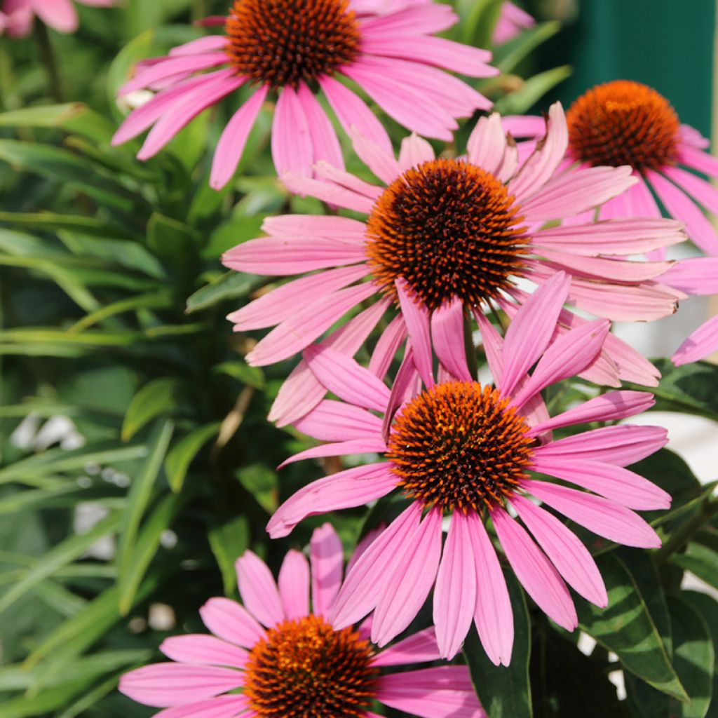 Graines d'Echinacea purpurea Magnus - Rudbeckia pourpre