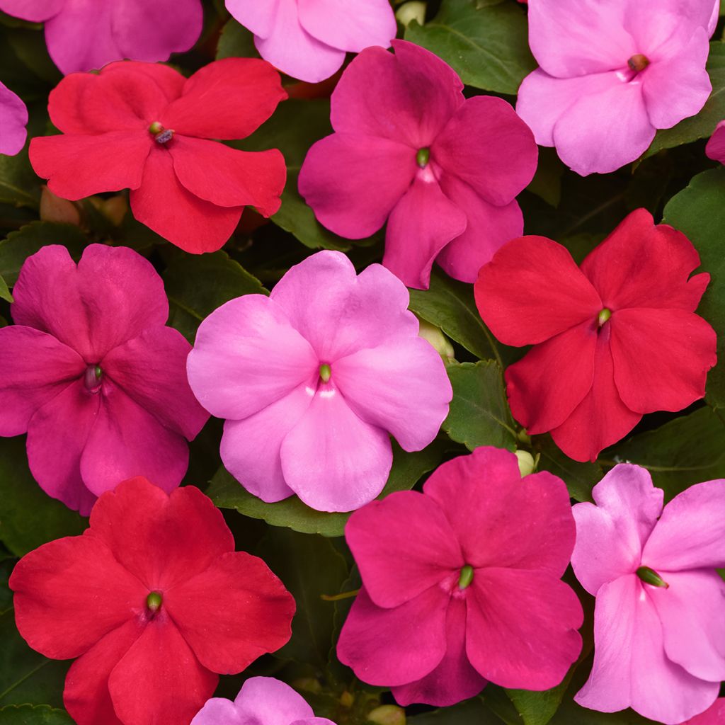 Graines d'Impatiens Beacon F1 Otway Mix