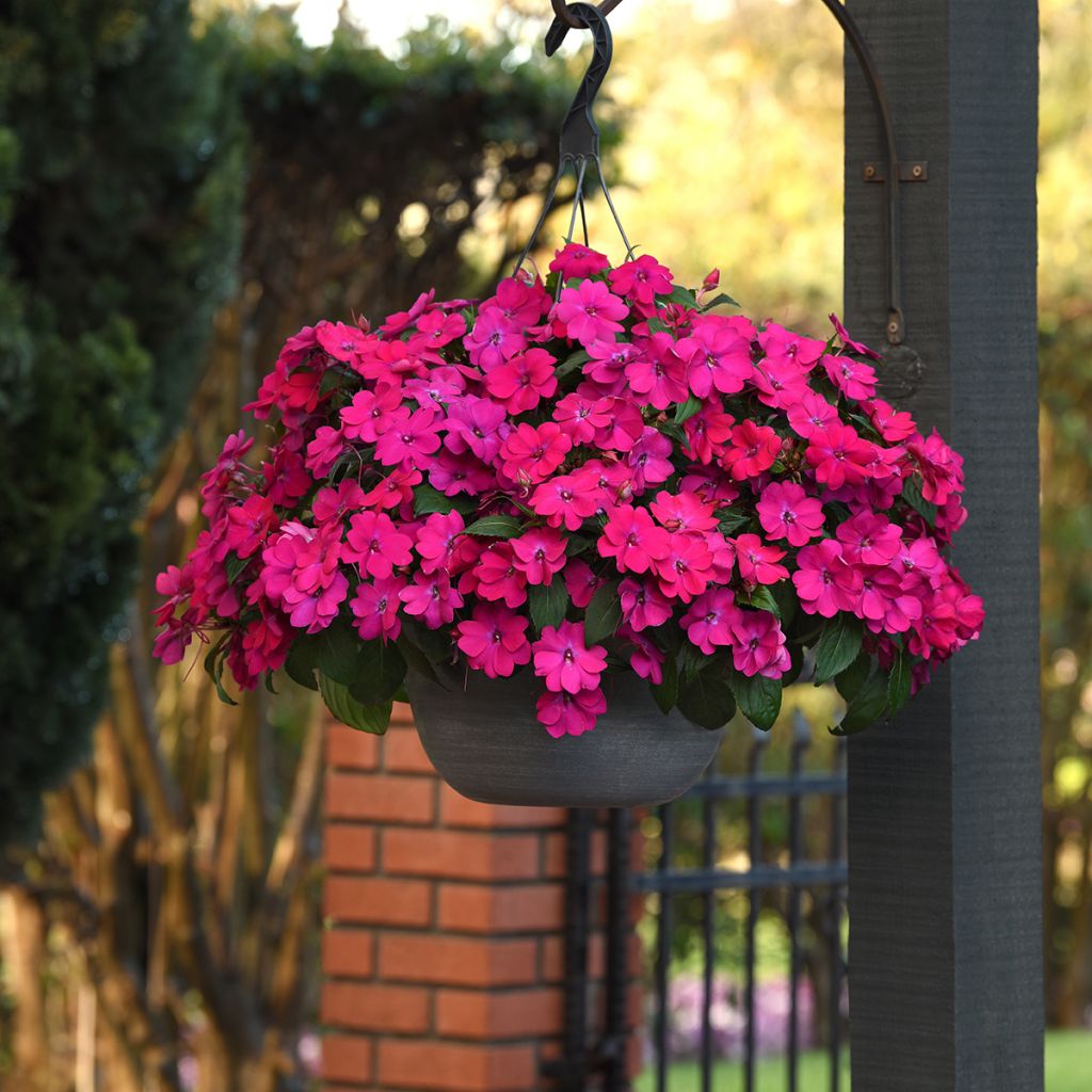Graines d'Impatiens Solarscape Magenta Bliss