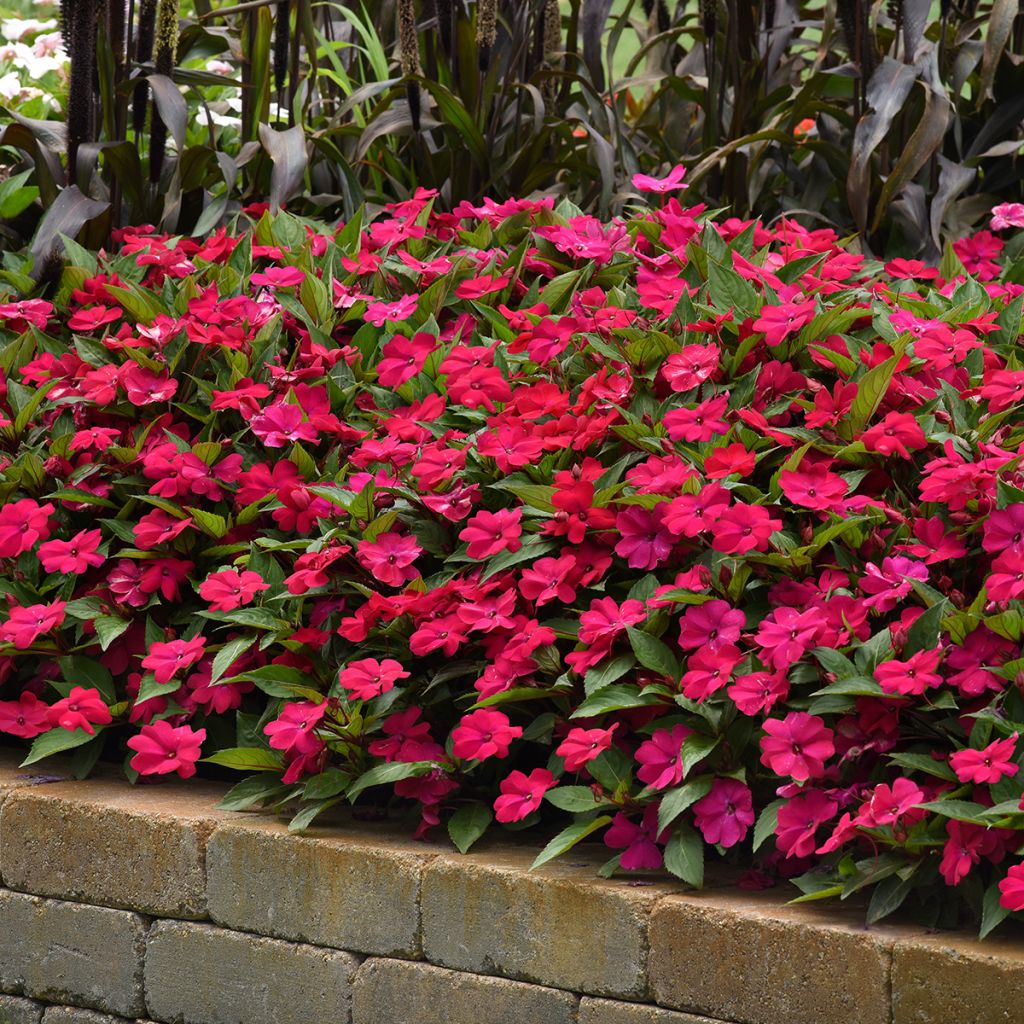 Graines d'Impatiens Solarscape Magenta Bliss