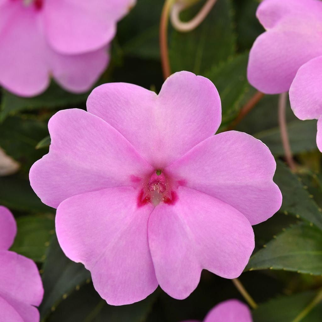 Graines d'Impatiens Solarscape XL Lilac Spark