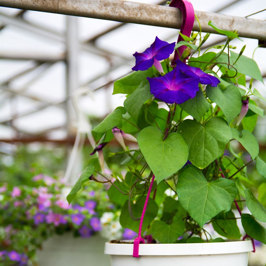 Glória da manhã Grandpa Ott em sementes