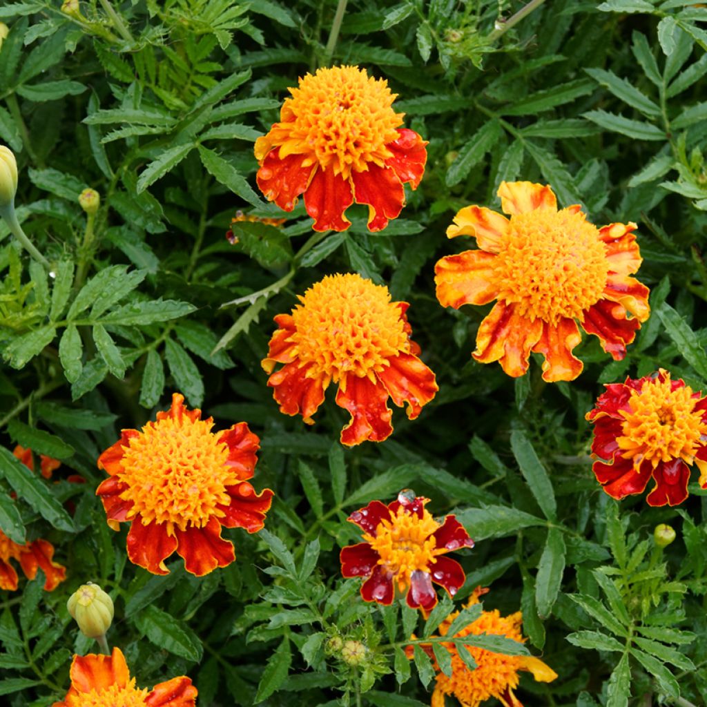 Graines d'Oeillet d’Inde Orange Flame - Tagetes patula