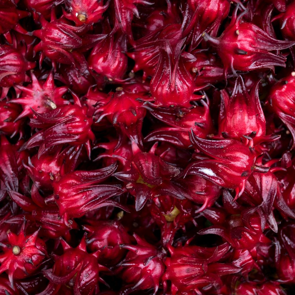 Graines d'Oseille de Guinée - Hibiscus sabdariffa