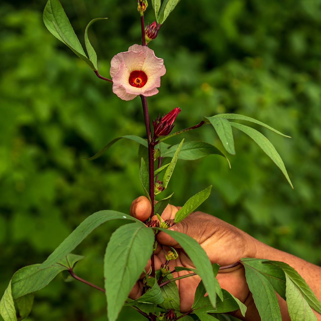 Graines d'Oseille de Guinée - Hibiscus sabdariffa