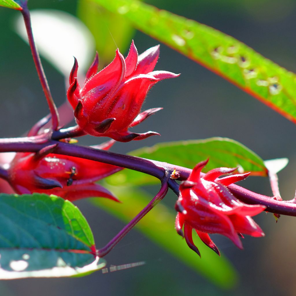 Graines d'Oseille de Guinée - Hibiscus sabdariffa