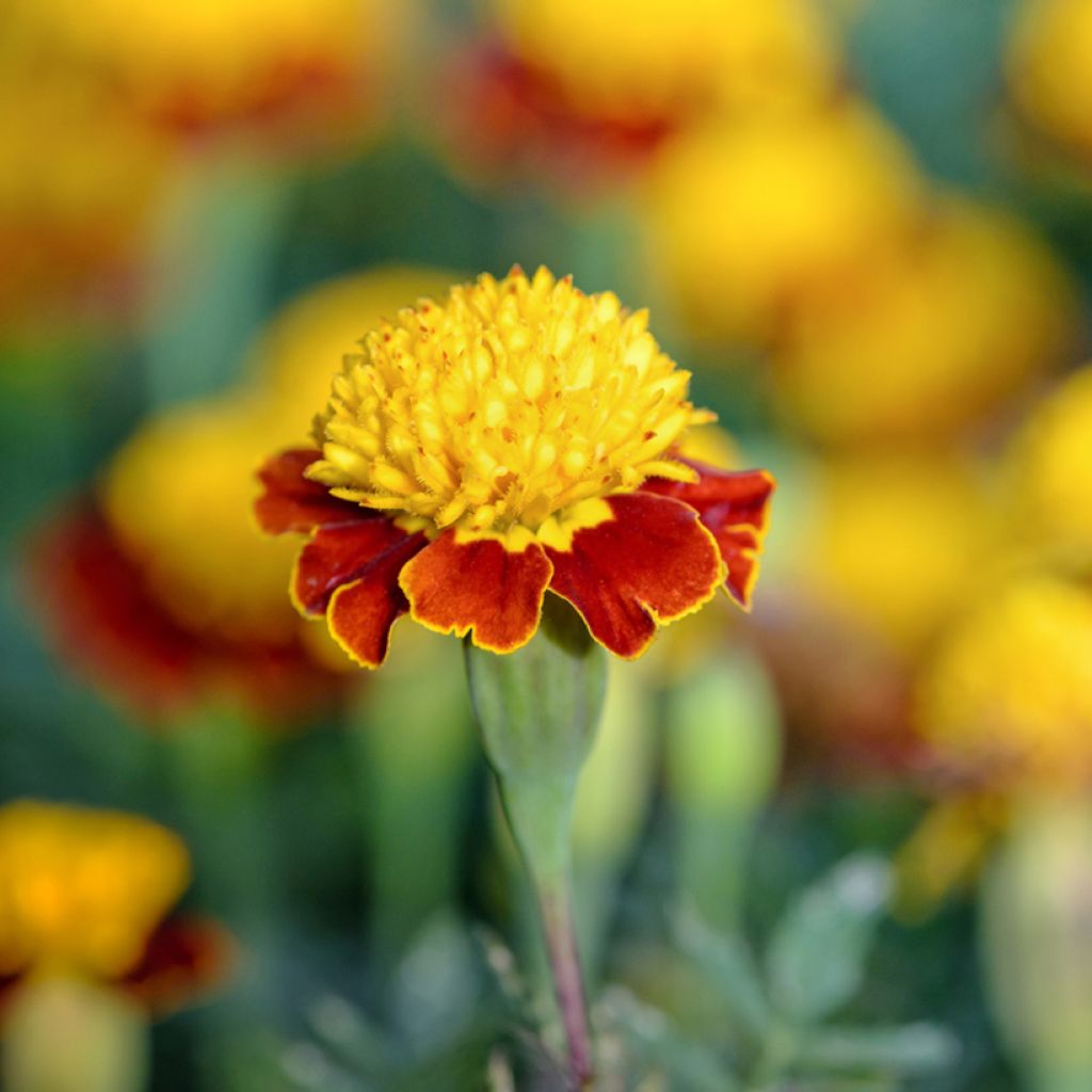 Graines d'Œillet d'Inde nain Tiger Eyes - Tagetes patula