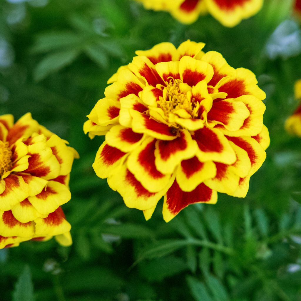Graines d'oeillet d'Inde Mango Tango - Tagetes patula