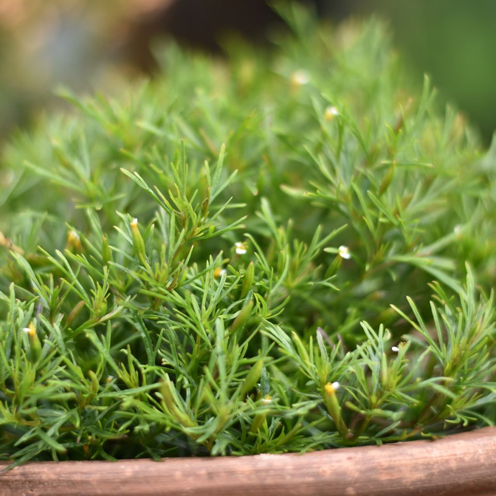 Graines d'oeillet réglisse - Tagetes filifolia Dropshot