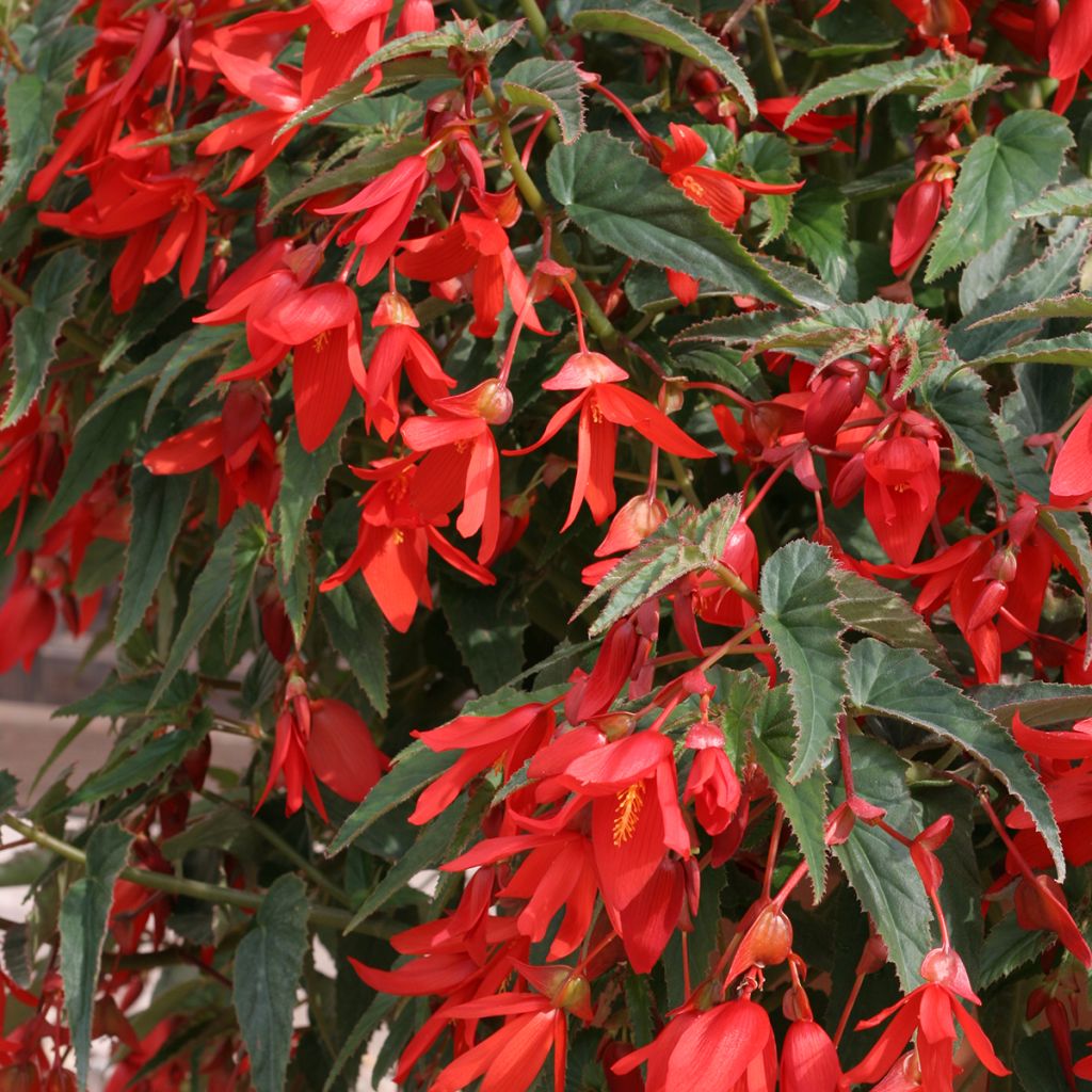 Graines de Bégonia de Bolivie Copacabana F1 Red enrobées