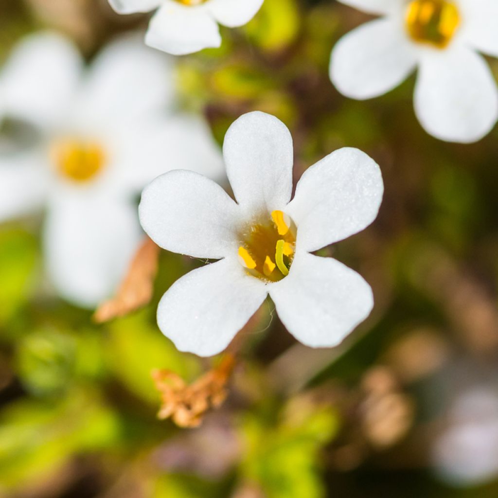 Graines de Bacopa Snowtopia White - Sutera cordata