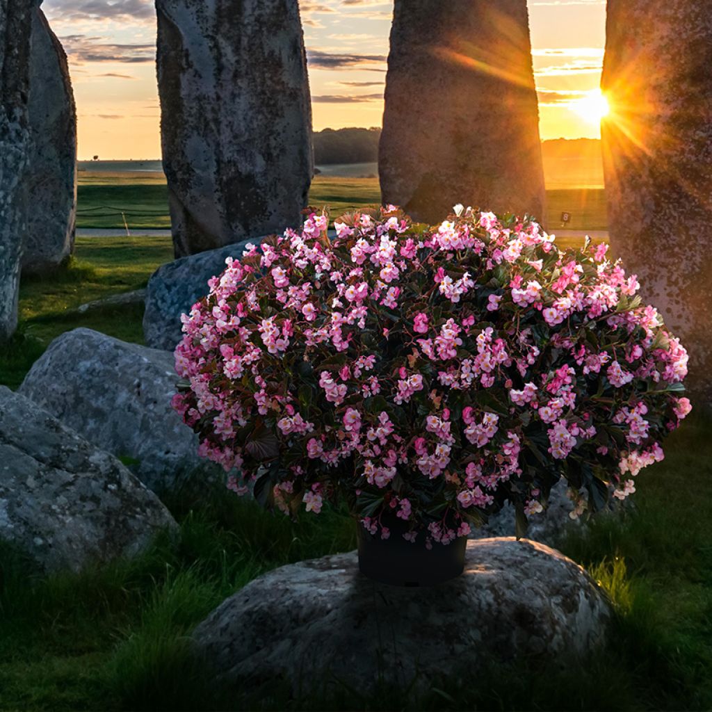 Begónia Stonehedge Light Pink Bronze Leaf em sementes