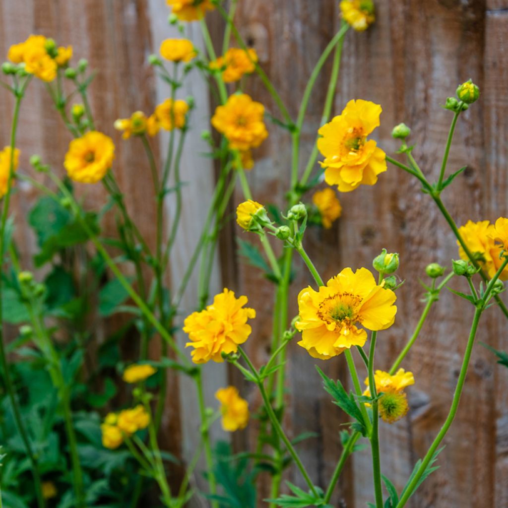 Graines de Benoîte Lady Stratheden - Geum chiloense