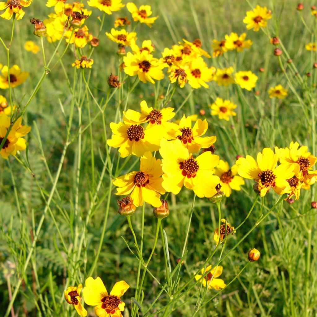 Graines de Berlandiera lyrata (Chocolate Daisy) - Goutte de chocolat