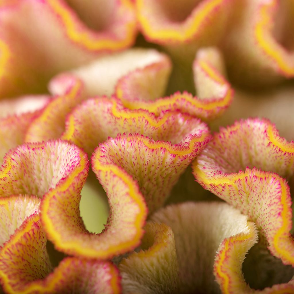 Graines de Célosie crête-de-coq Bar Bossa (Champagne)