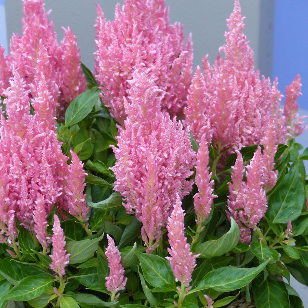 Graines de Célosie en épis Flamma Pink - Celosia spicata