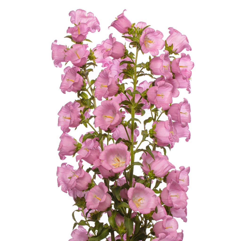 Graines de Campanule medium F1 Big Ben Pink (graines enrobées)
