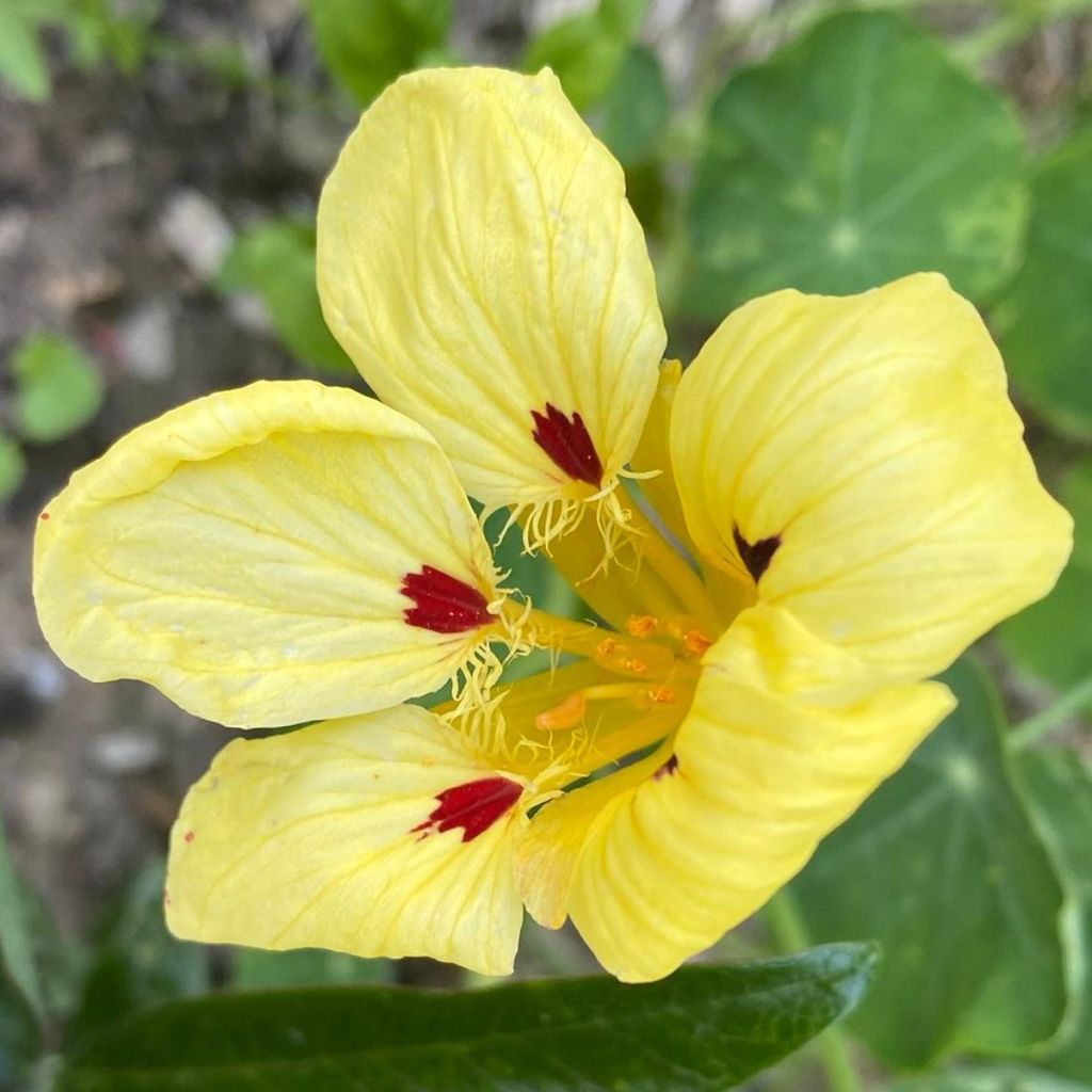 Graines de Capucine naine Cream Troika -Tropaeolum majus