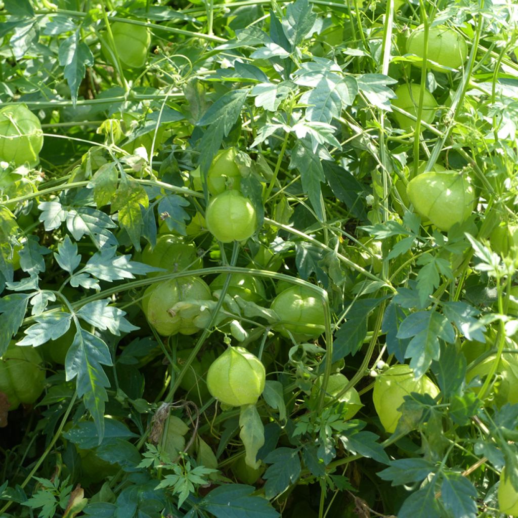 Graines de Pois de coeur - Cardiospermum halicacabum
